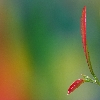 Macro  leaves with smooth background
