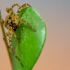 Macro jumping spider