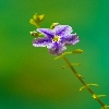Wild flower macro