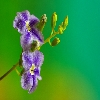 Wild flower macro