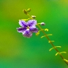 Wild flower macro