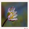 Water lily