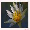 Water lily