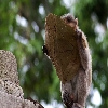Monkey eating the residual food