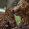 Cheetah romancing