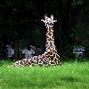 Giraffe watching