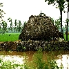Village scene  paddy field in Kona seema, East Godavari  Andhrapradesh