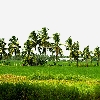 Paddy field and coconut trees in Kona seema East Godavari Andhrapradesh