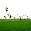 Paddy field and oak trees in East Godavari district (Kona seema) Andhrapradesh