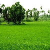 Paddy field and mango tree in East Godavari district (Kona seema)