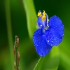 Blue wild flower Sigma 150mm Canon 30D macro