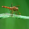 Dragon fly parallel shot