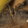 Tunnel Spider