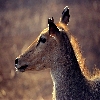 Nilgai