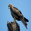 keeping eye on prey