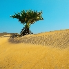Beach with tree and sand