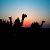 Camel during sunset time at Sam Sand dunes near Jaisalmer