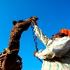 Camel owner 