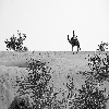 Camel and desert 