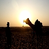 Camel with  background sun