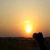 Sunrise and camel at sand dunes