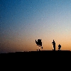 Desert sunset with Camel
