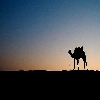 Camel during sunset at Jaisalmer desert 