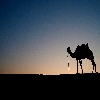 Camel and moon during sunset at Jaisalmer