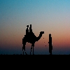 Man and camel during Sunset time at Sam Sand dunes