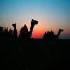 Camels during sunrise time at Sam