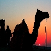 Sunrise time with a group of camels