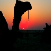 Sunrise at Sam with camel