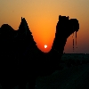 Sunrise at Sam Sand dunes with camel