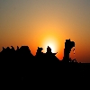Sunrise behind camels