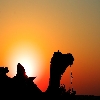 sunrise with camel at front