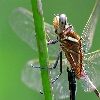 Dragon fly mating close up