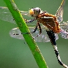 Dragon fly mating position