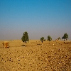 Small trees inside desert 