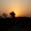 Sunrise behind a tree near Dhaneli village