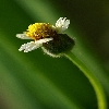 1:1 macro shooting of flower with shallow depth