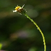 flower with stemp vertical composition