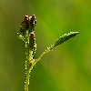 Back lit flower bud and twig close up