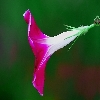 Wild flower from Sigma 150 macro on 30D shooting