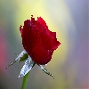 Rose using Focus stacking shooting 150mm macro Sigma 30D