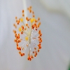 Close up of pollens from Hibiscus