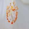 Macro pollens from Hibiscus flower