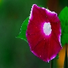 Maroon wild flower focus stacking macro Sigma 150mm Canon 30D