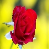 Red rose focus stacking yellow background