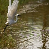 flying white bird near a pond from Tamron 70-300 on Canon 20D