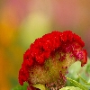 flower show arrangement red flower